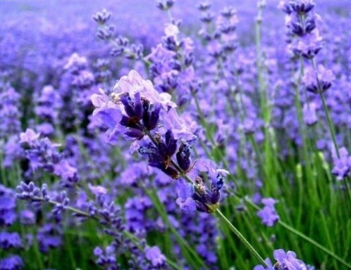 Lavender