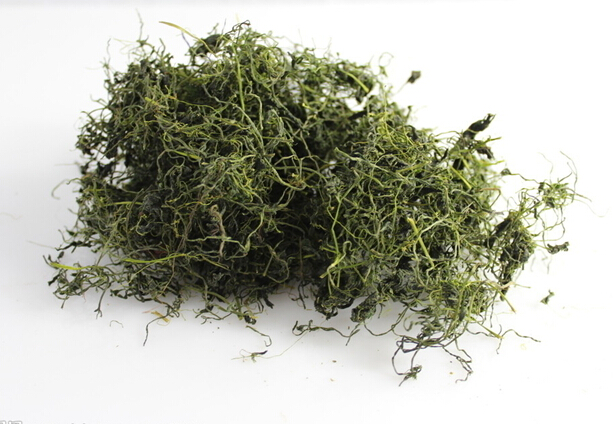 Gynostemma pentaphyl..